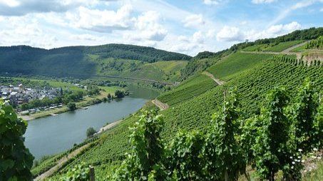 Mosel-Steillagen sind ein Paradies für Bienen und Schmetterlinge 