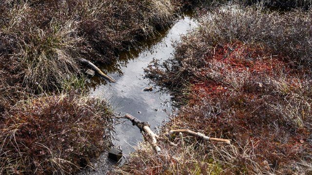 Klimaschutzbooster: Bundesregierung beschließt Moorschutz-Strategie