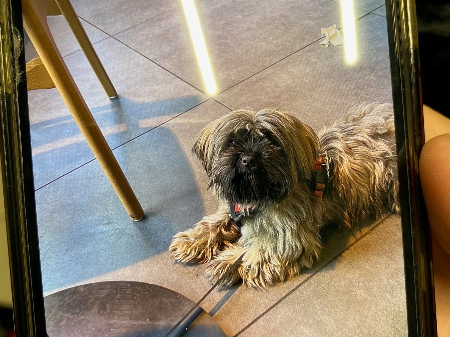 Vermisster Hund wieder bei Besitzer Vermisster Hund wieder bei Besitzer