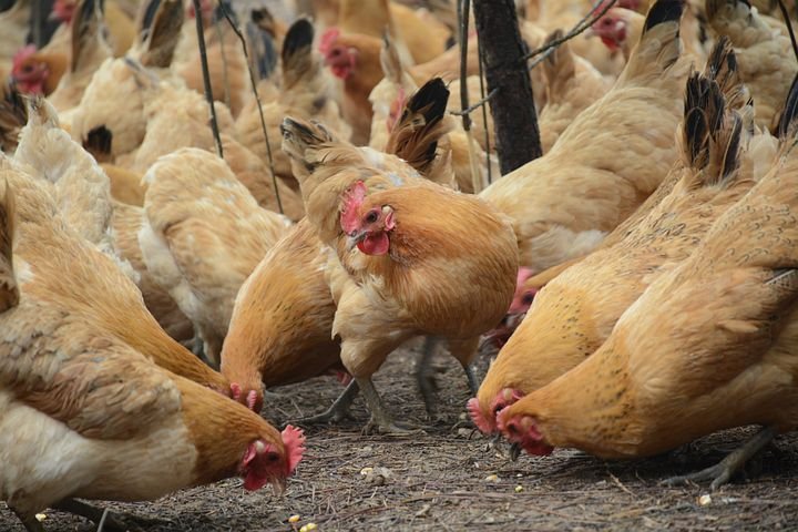 Vogelgrippe im Kreis Altenkirchen nachgewiesen Vogelgrippe im Kreis Altenkirchen nachgewiesen