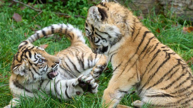 Zwei Sibirische Tigerbabys wachsen im Hunsrück auf