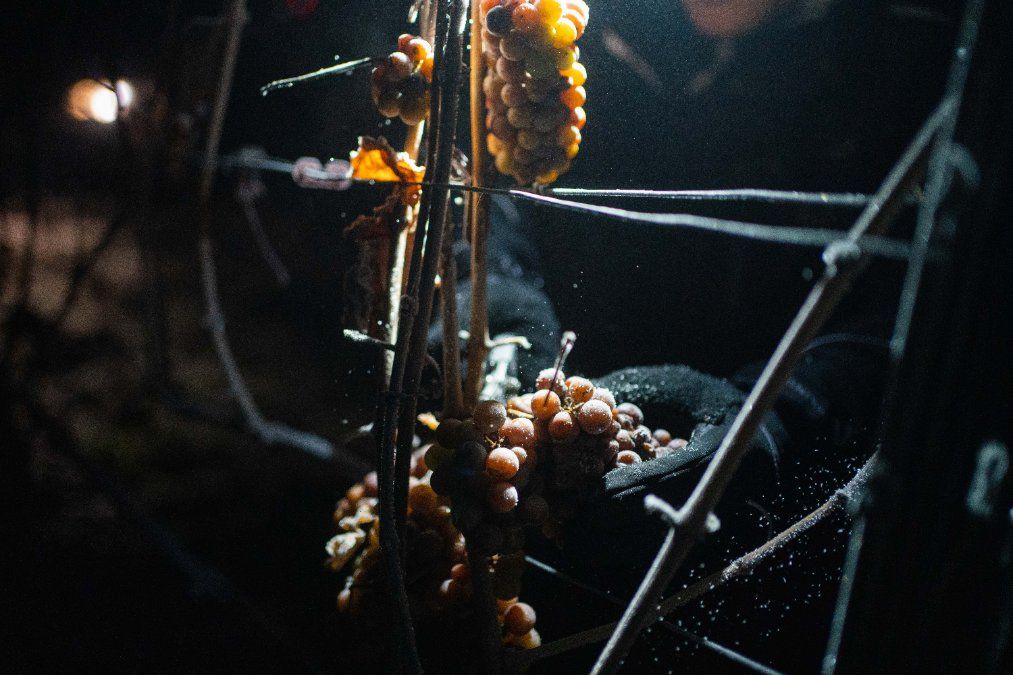 Gefrorene Trauben: Weingut in der Pfalz erntet ersten Eiswein des Winters Gefrorene Trauben: Weingut in der Pfalz erntet ersten Eiswein des Winters