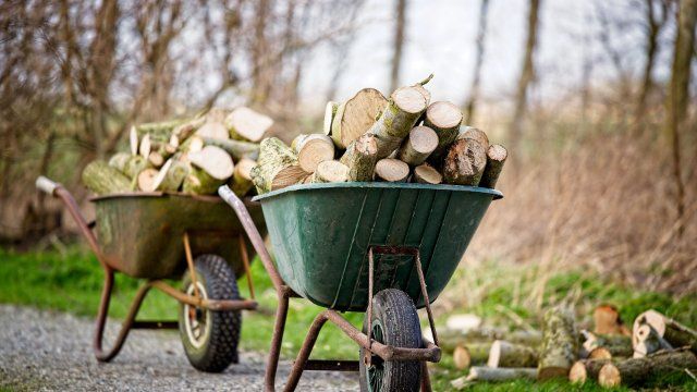 Gestiegene Preise für Brennholz fördern Holzdiebstähle