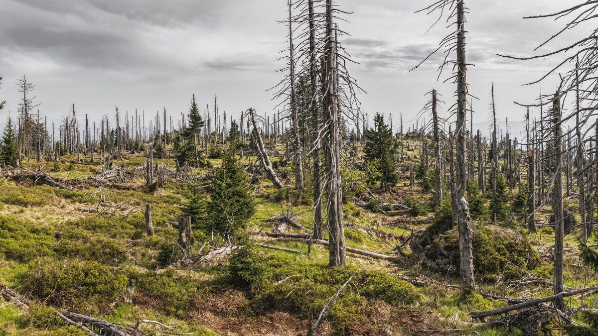 Nur rund jeder fünfte Baum in Rheinland-Pfalz ohne Schäden