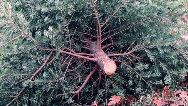 Einsammlung von Weihnachtsbäumen im Westerwaldkreis