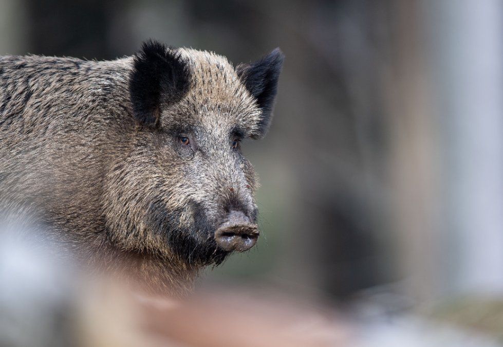Wildschweine nerven Kommunen