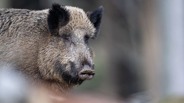 Wildschweine nerven Kommunen