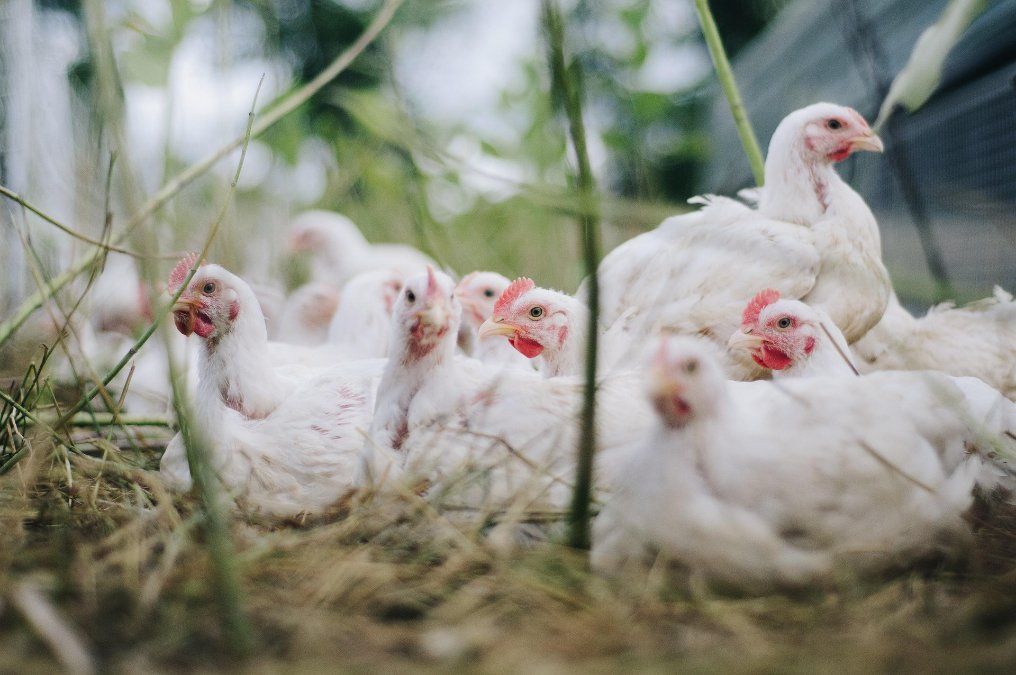 Vogelgrippe: Maßnahmen im Kreis Altenkirchen aufgehoben  