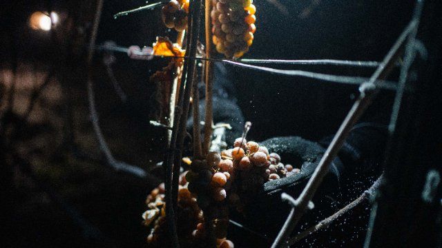 Gefrorene Trauben: Weingut in der Pfalz erntet ersten Eiswein des Winters