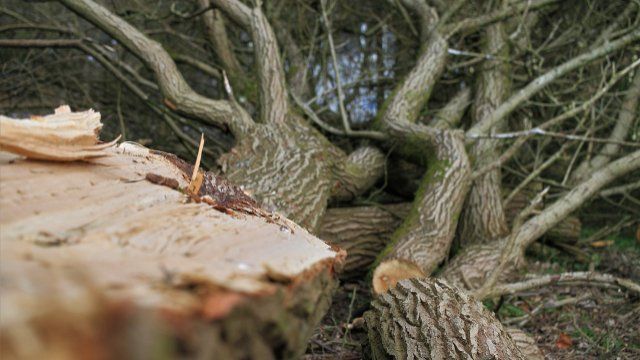 Ausbau Taubentränke in Andernach: Bäume werden ersetzt