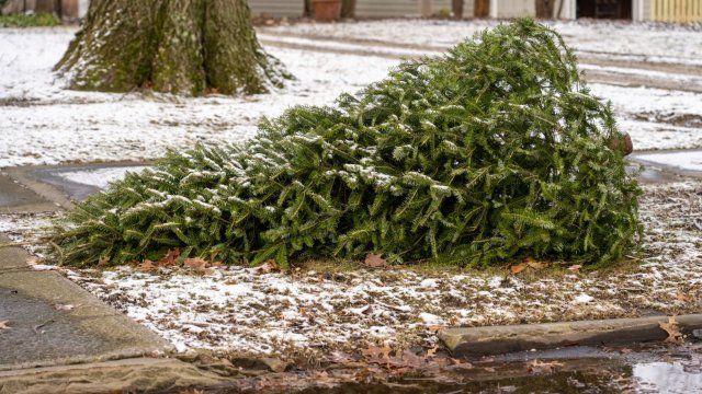 Ausgediente Weihnachtsbäume werden abgeholt