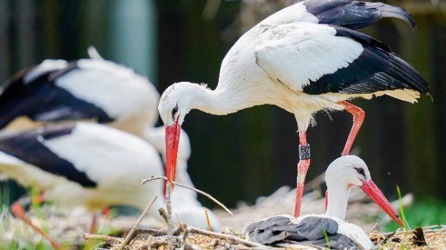 Vor 50 Jahren ausgestorben - Wie die Rückkehr der Weißstörche gelang