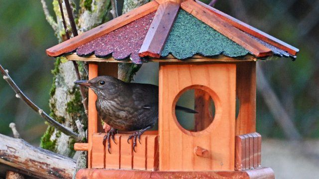 Mehr Tauben, weniger Amseln und Bergfinken in Rheinland-Pfalz gesehen