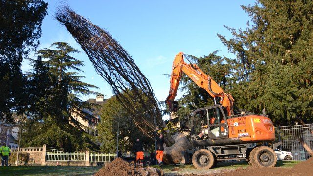 Vier große Bäume füllen Lücken an Rhein und Mosel