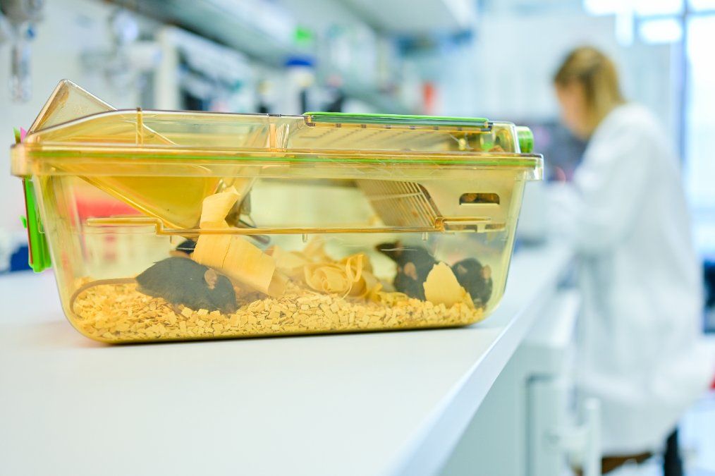 Mehr als 260 000 Versuchstiere pro Jahr in Rheinland-Pfalz