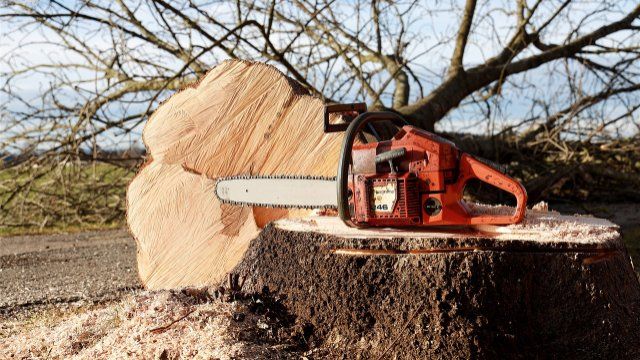 Birken müssen wegen Straßensanierung weichen