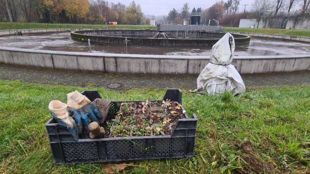 Großer Wiesenknopf bei der Kläranlage Montabaur gepflanzt