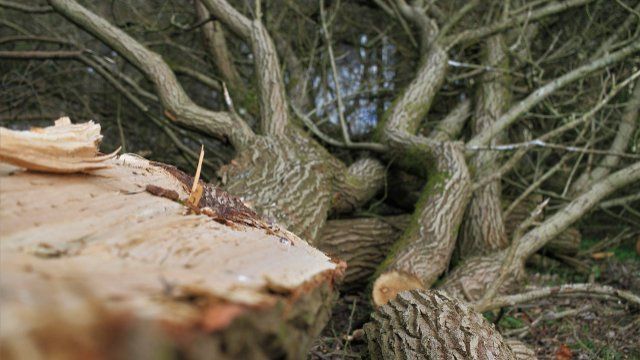 Böschung am Schwanenteich wird fertiggestellt