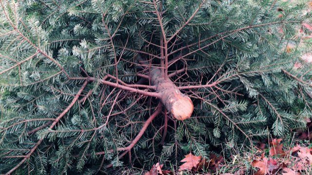 Weihnachtsbäume in Singhofen werden eingesammelt