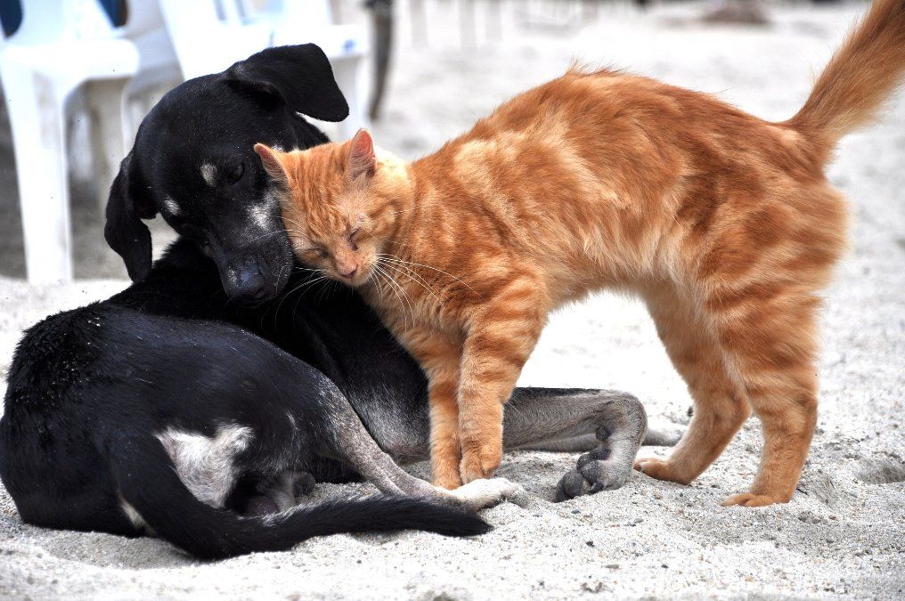 Ein Herz für Hunde und Katzen: Eder verleiht Tierschutzpreise Ein Herz für Hunde und Katzen: Eder verleiht Tierschutzpreise