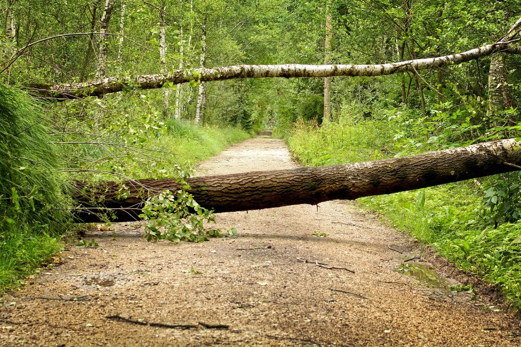 Starker Wind entwurzelt Bäume im Westerwald