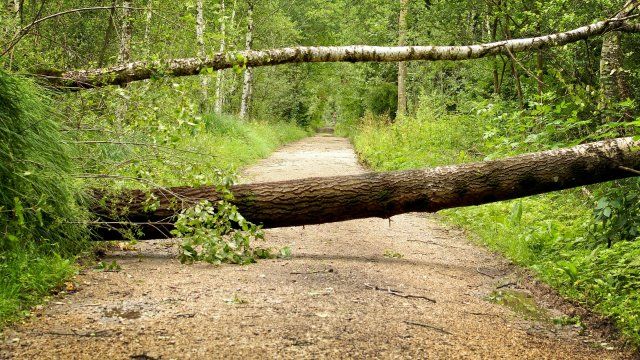 Starker Wind entwurzelt Bäume im Westerwald