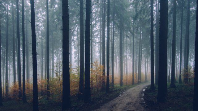 Wald- und Revierbegehung in Caan