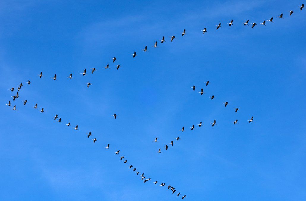Tausende Kraniche kehren aus Winterquartieren zurück