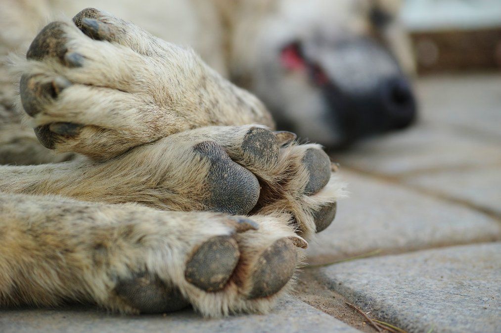 Ausgesetzter Hund verendet vor Tierheim in Montabaur qualvoll