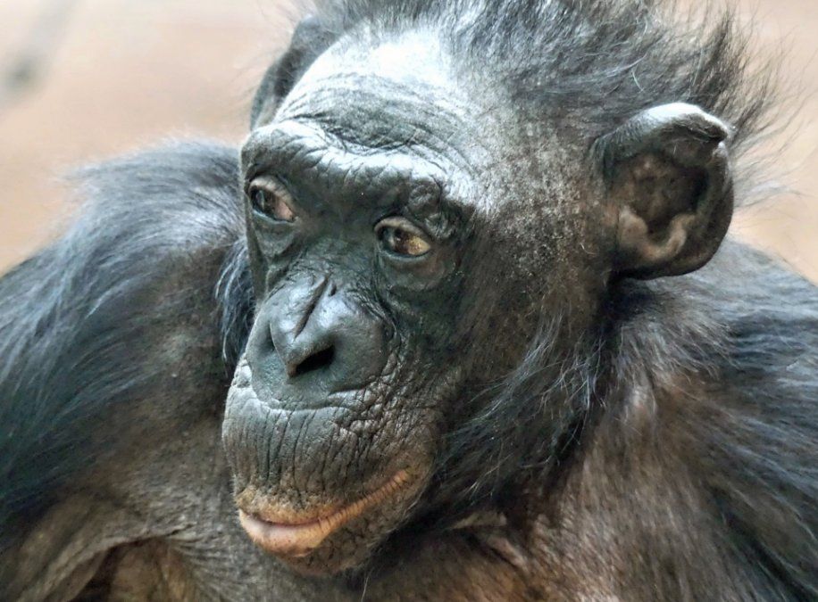 Ein langes Affenleben ist zu Ende - Bonobo-Weibchen Margrit ist tot Ein langes Affenleben ist zu Ende - Bonobo-Weibchen Margrit ist tot