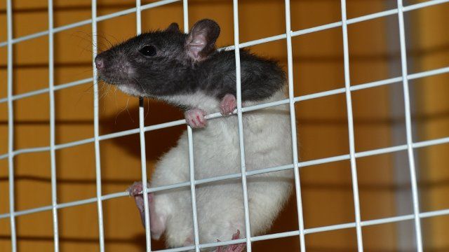 Frau hortet Ratten in Wohnung