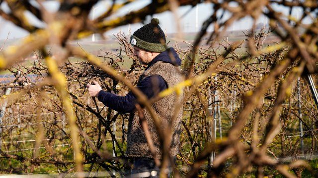 Erwünschter Wildwuchs in Weinbergen nimmt zu