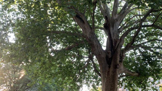 Winden setzt eine Esskastanien-Allee