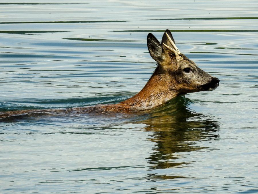 Erschrockene Rehe springen in Rhein und lösen Rettungseinsatz aus