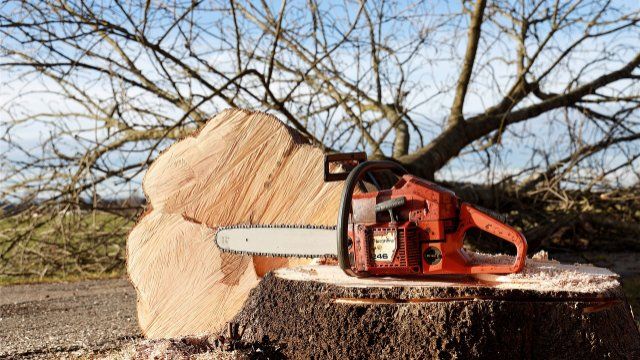Kranke Bäume müssen weichen und werden ersetzt