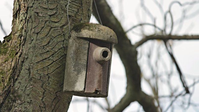 Einladung zur Nistkasten-Pfege in Becheln