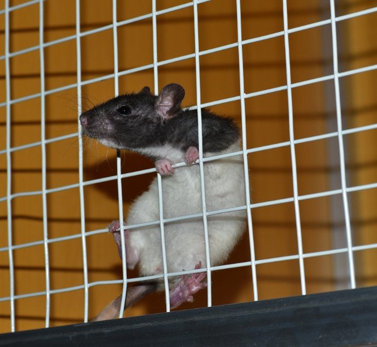 Frau hortet Ratten in Wohnung Frau hortet Ratten in Wohnung
