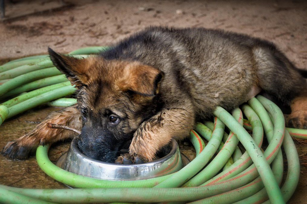 Altenkirchen: Unbekannte stehlen Schäferhund in Hundeschule