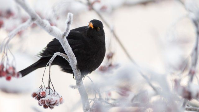 Welcher Wintervogel fliegt denn da?