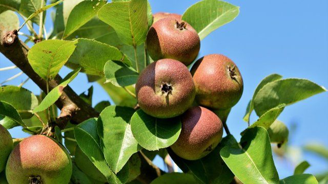 Obstbaum-Pflanzaktion in Krümmel