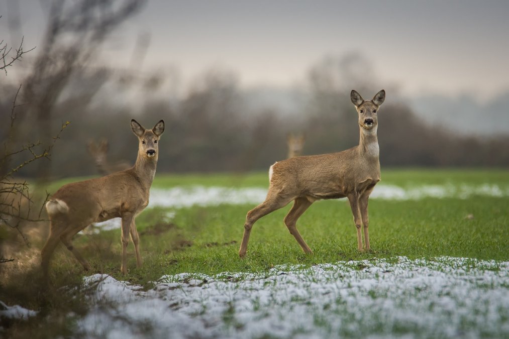Rheinland-Pfalz setzt auf mehr Wildbrücken Rheinland-Pfalz setzt auf mehr Wildbrücken