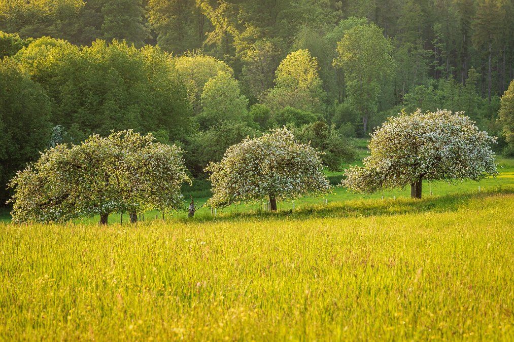Unbekannte sägen Kronen von Obstbäumen ab