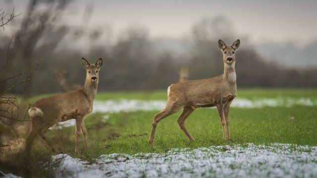 Rheinland-Pfalz setzt auf mehr Wildbrücken