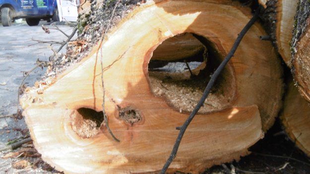 Stellungnahme zu den Baumfällungen im Wasserpförtchen