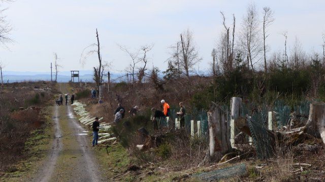 260 Esskastanien als Allee gesetzt  