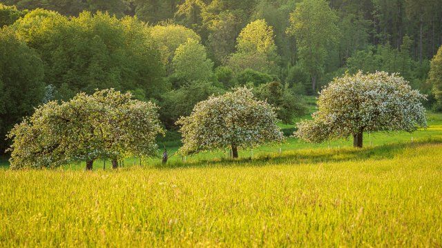 Unbekannte sägen Kronen von Obstbäumen ab