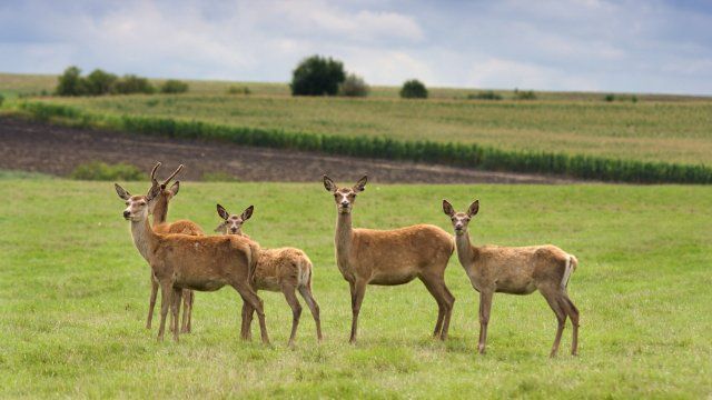 Wegen Zeitumstellung - Wildunfall Risiko steigt