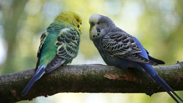 Windhagen: 30 Wellensittiche aus Garten gestohlen