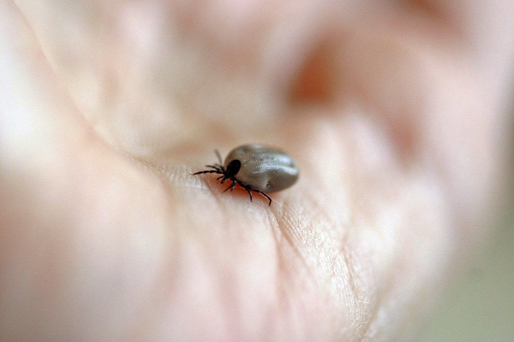 Experten warnen vor verspäteten Diagnosen nach Zeckenbissen Experten warnen vor verspäteten Diagnosen nach Zeckenbissen