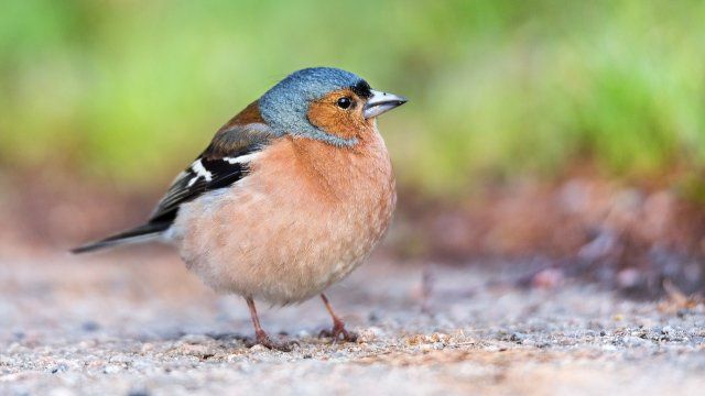Stunde der Gartenvögel: Über 3.000 Menschen nehmen teil - mit wichtigen Erkenntnissen